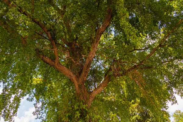 Fototapeta Tree In The Forest