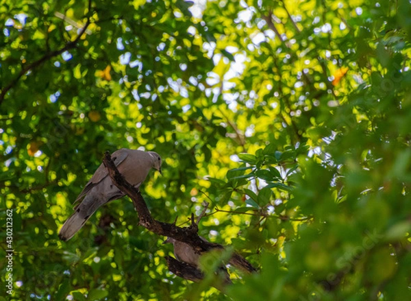 Obraz Dove On A Tree