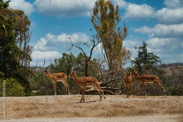 Fototapeta antilopes