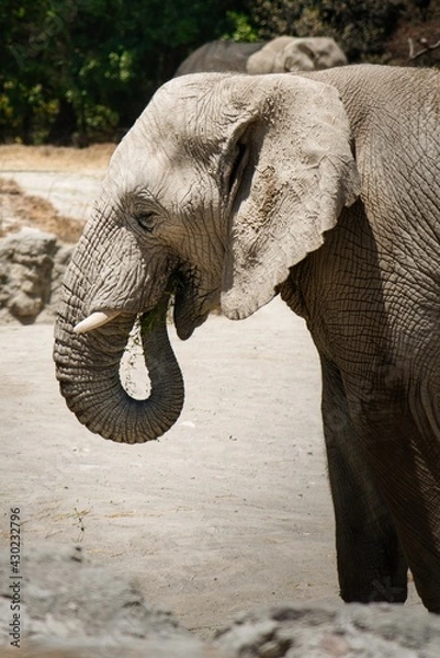 Fototapeta elefante 2