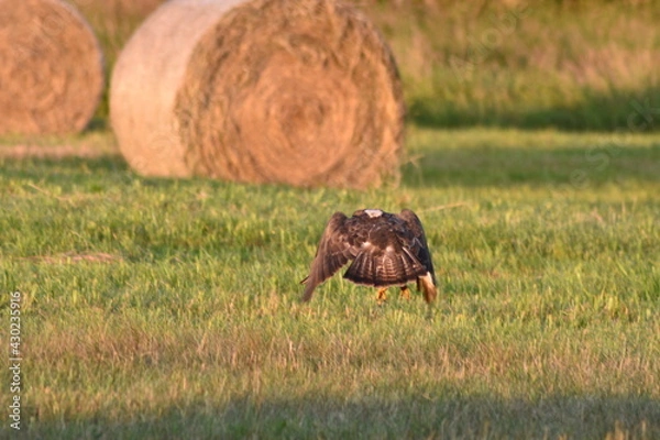 Obraz Bussard beim Anflug