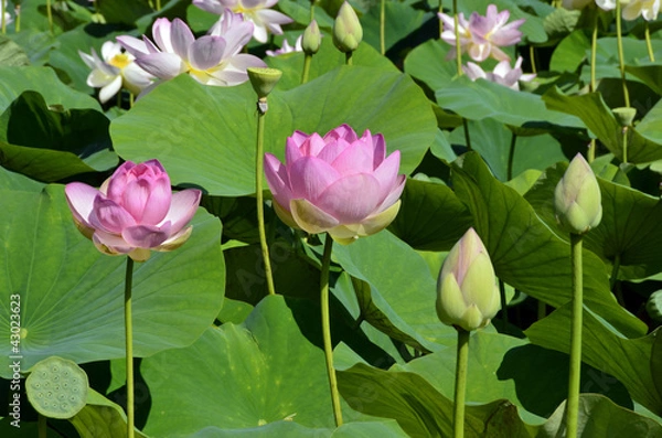 Obraz Lotus en Fleurs04