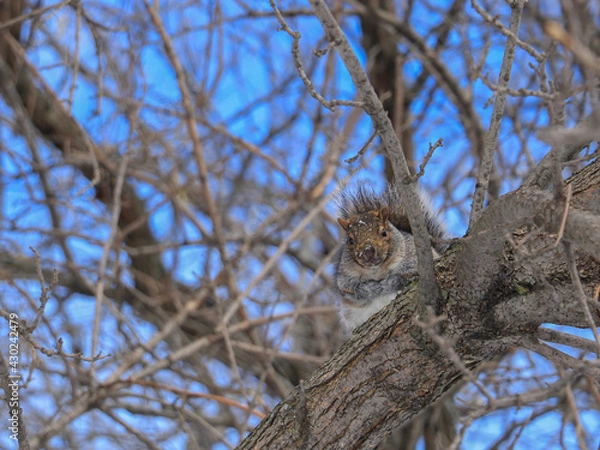 Obraz Squirrel during winter