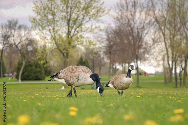 Obraz Canadian geese on spring