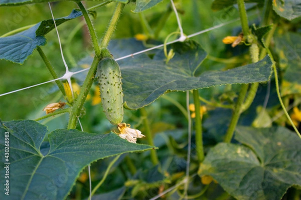 Fototapeta A small gherkin hanging in the air surrounded by leaves on a vertical grid. Organic cultivation of small gherkins on the vine. Growing gherkins. Small pickle. Baby cucumber.
