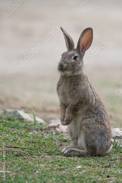 Obraz Conejo de pie 