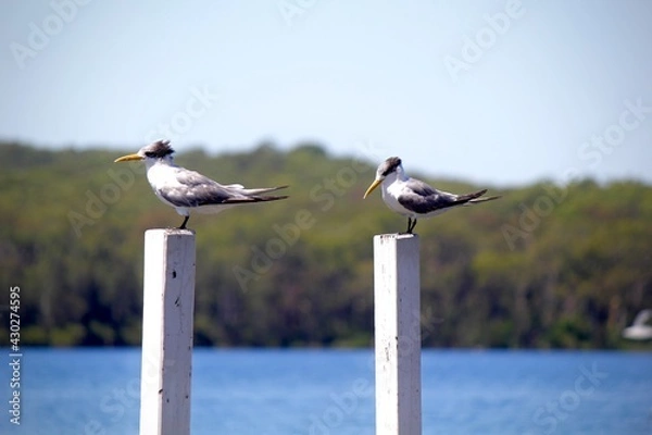 Obraz seagulls on the pier