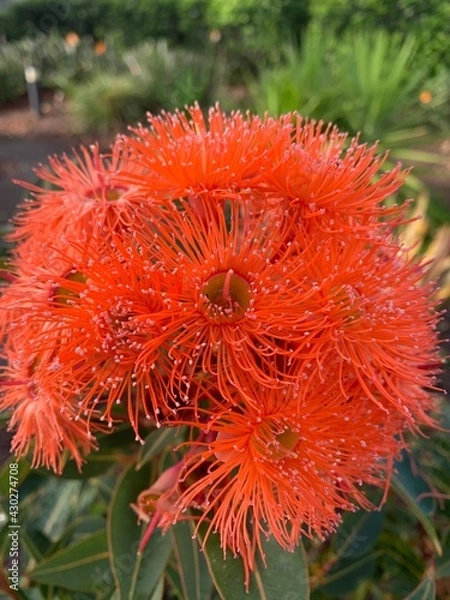 Obraz red dahlia flower