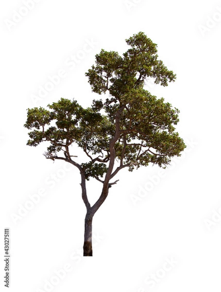 Fototapeta isolated tree  is located on a white background. Collection of isolated tree on white background Tropical tree