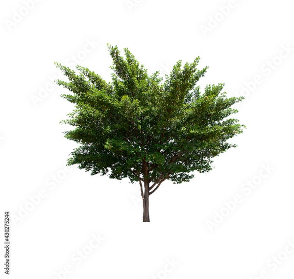 Fototapeta isolated tree  is located on a white background. Collection of isolated tree on white background Tropical tree