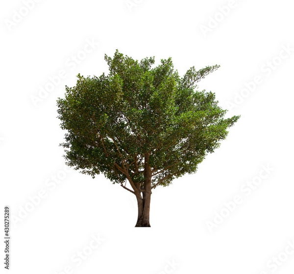 Fototapeta isolated tree  is located on a white background. Collection of isolated tree on white background Tropical tree