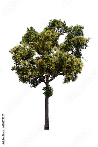 Fototapeta isolated tree  is located on a white background. Collection of isolated tree on white background Tropical tree