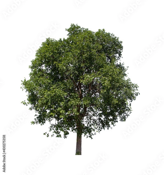 Fototapeta isolated tree  is located on a white background. Collection of isolated tree on white background Tropical tree