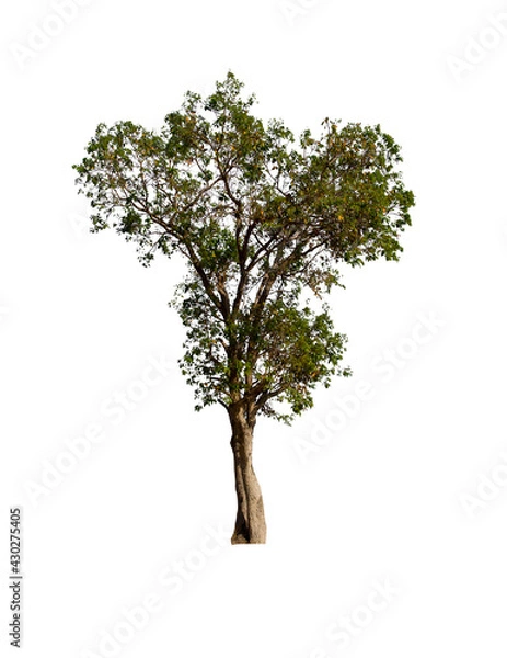 Fototapeta isolated tree  is located on a white background. Collection of isolated tree on white background Tropical tree