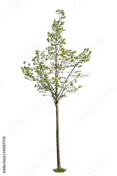 Fototapeta Green leaved deciduous tree with clipping path, isolated tree on white background