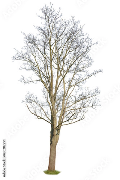Obraz Leafless tree isolated on white background. Cut out tree.