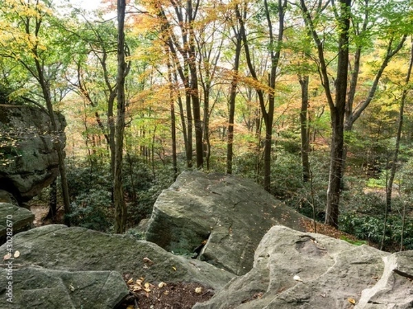 Obraz Coopers Rock State Forest in West Virginia in the Fall with the foliage and fallen leaves all around the ground in the wooded forest in nature.
