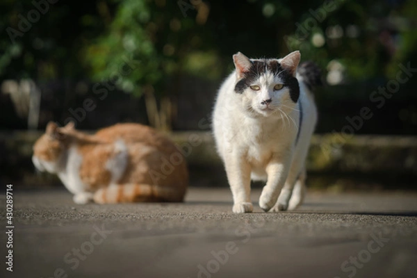 Obraz 歩くハチワレ猫