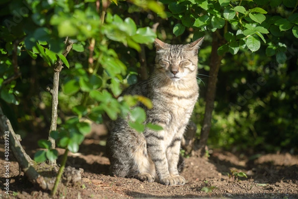 Fototapeta 太陽が眩しくて