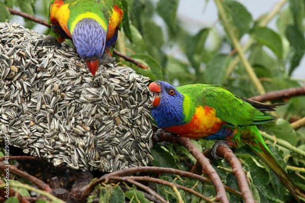Obraz rainbow lorikeet parrot