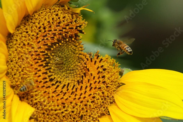 Obraz bee on sunflower
