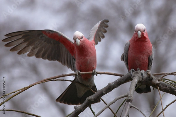 Obraz red galah parrots