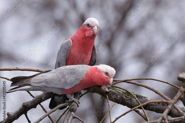 Obraz red galah parrots