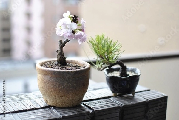 Fototapeta ミニ盆栽