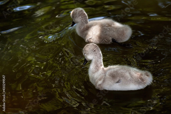 Obraz cygnets on pond