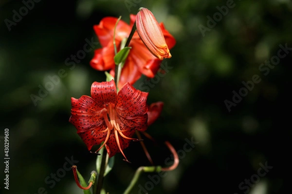 Obraz red hibiscus flower