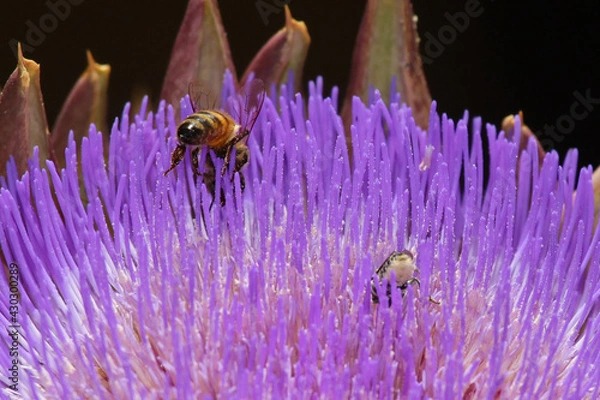 Obraz bee inside purple artichoke flower