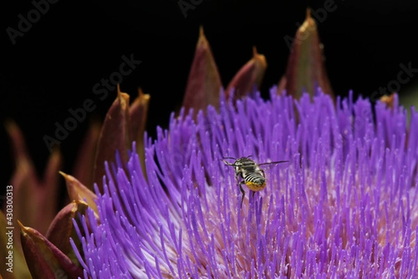 Obraz native bee flying over purple flower