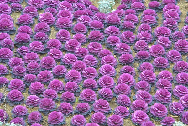 Obraz 花みたいな葉っぱ