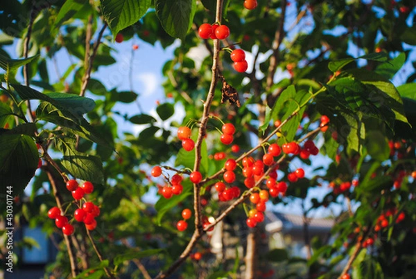 Obraz さくらんぼ