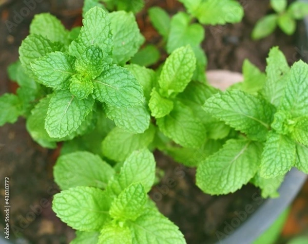Fototapeta Fresh lemon balm