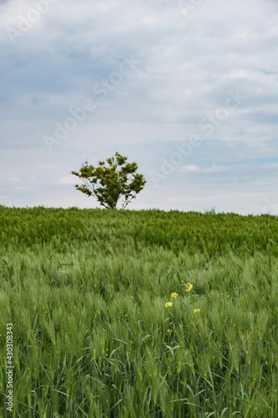 Obraz tree in the meadow