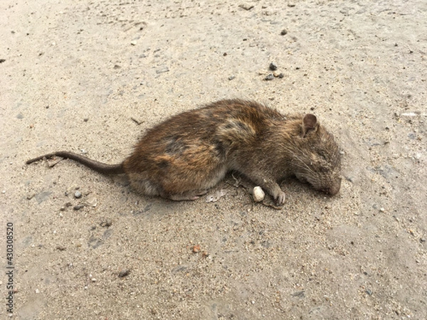 Fototapeta Dead grey rat in the city. Rattus norvegicus