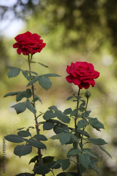 Obraz Two long-stemmed roses in the garden