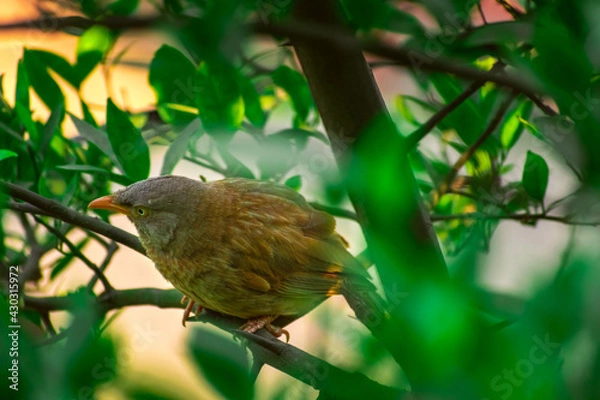 Obraz Jungle babbler (Argya striata) in perch, sitting on branches of orange or lemon tree. Bird hiding in green leaves in natural habitat at forest on blur, bright light environment Copy space background.
