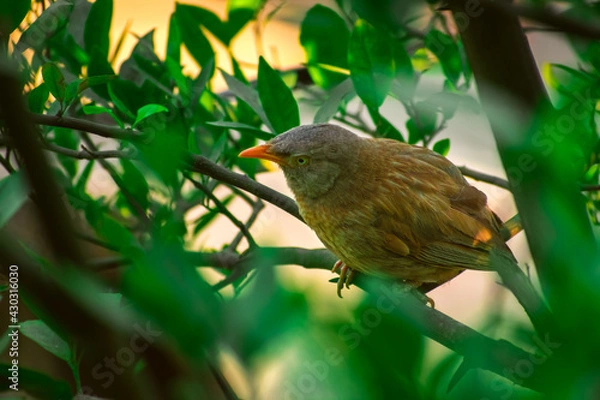 Obraz Jungle babbler (Argya striata) in perch, sitting on branches of orange or lemon tree. Bird hiding in green leaves in natural habitat at forest on blur, bright light environment Copy space background.