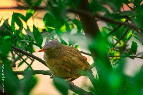 Obraz Jungle babbler (Argya striata) in perch, sitting on branches of orange or lemon tree. Bird hiding in green leaves in natural habitat at forest on blur, bright light environment Copy space background.