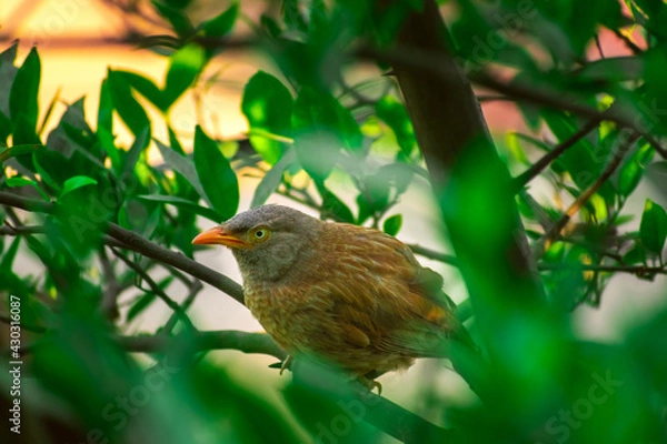 Obraz Jungle babbler (Argya striata) in perch, sitting on branches of orange or lemon tree. Bird hiding in green leaves in natural habitat at forest on blur, bright light environment Copy space background.