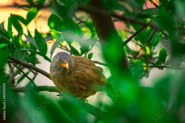 Obraz Jungle babbler (Argya striata) in perch, sitting on branches of orange or lemon tree. Bird hiding in green leaves in natural habitat at forest on blur, bright light environment Copy space background.