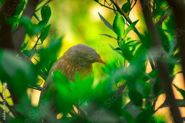 Obraz Jungle babbler (Argya striata) in perch, sitting on branches of orange or lemon tree. Bird hiding in green leaves in natural habitat at forest on blur, bright light environment Copy space background.