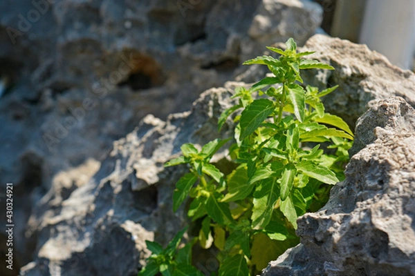 Obraz green leaves on the rocks on sunny day