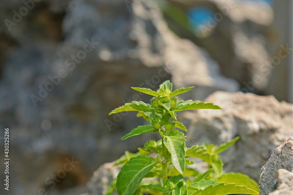 Obraz plant on the rocks