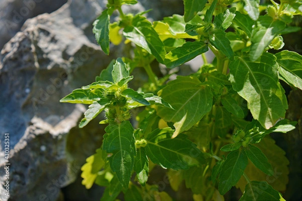 Obraz plant leaves on a rock
