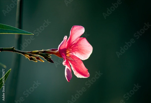 Obraz Beautiful Pink flower