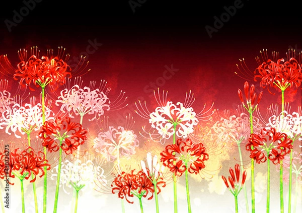 Obraz 彼岸花　背景