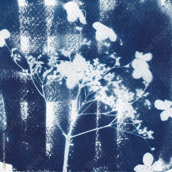 Fototapeta Abstract cyanotype, hydrangea printed in the sun, indigo with checkers background